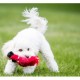 Kong Wild Knots per cane