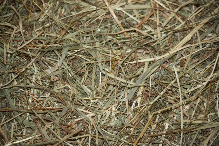 Versele-Laga Natural Hay – fieno per conigli e roditori  