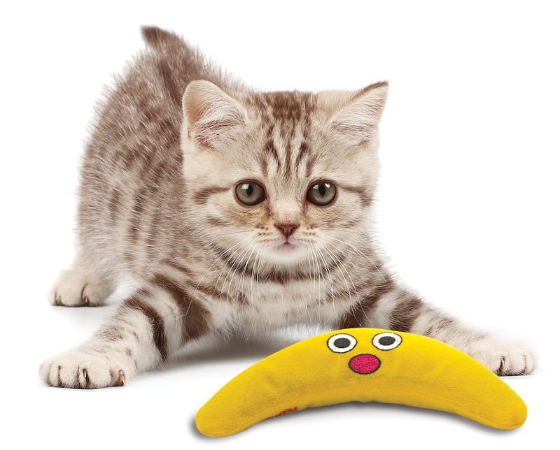 Catnip Boomerang Buddy per animali domestici