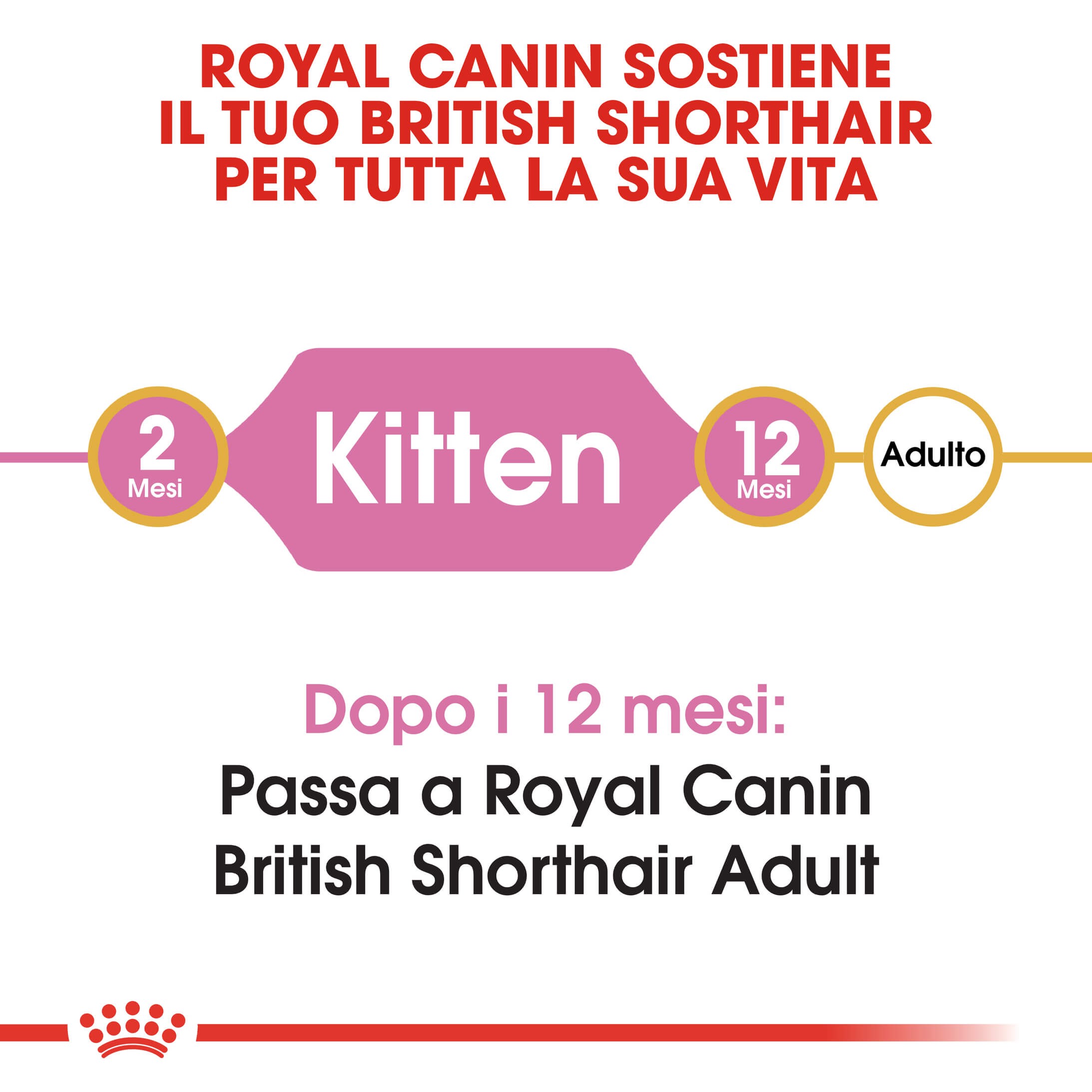 Royal Canin Gattino British Shorthair