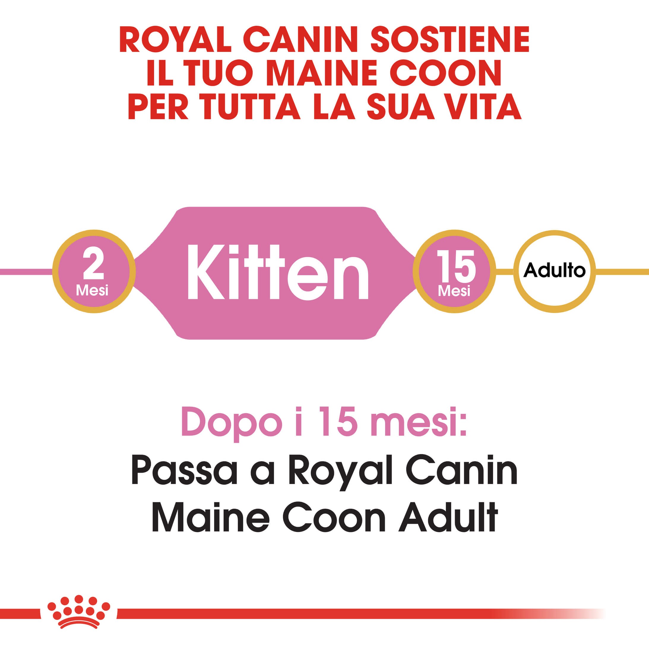 Royal Canin gattino Maine Coon
