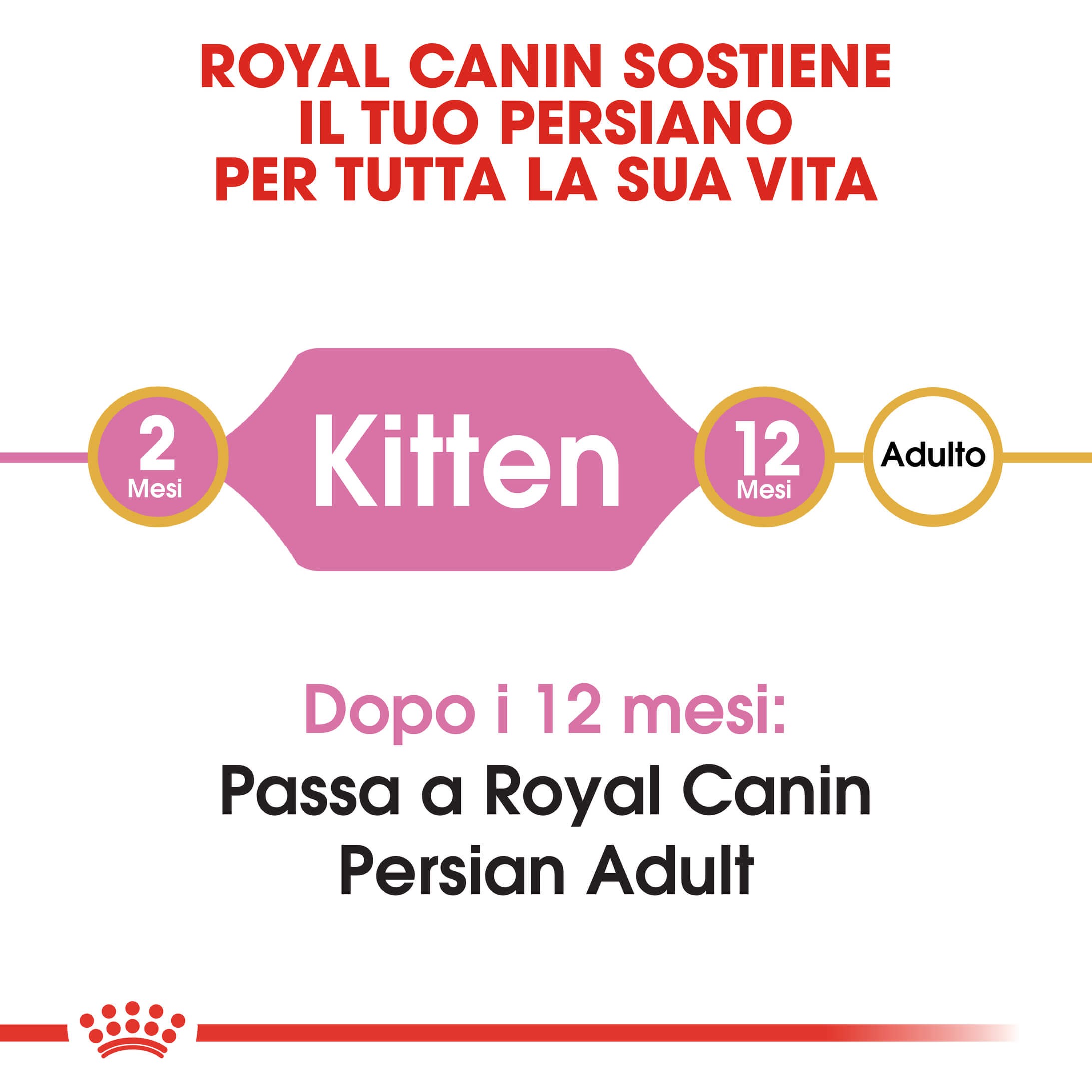 Royal Canin gattino Persiano