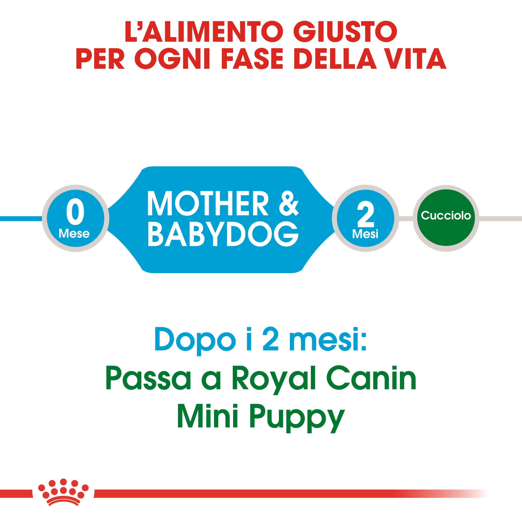 Royal Canin Mini Starter Mother and Babydog per cane