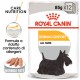 Royal Canin Dermacomfort cibo umido per cane  85 g