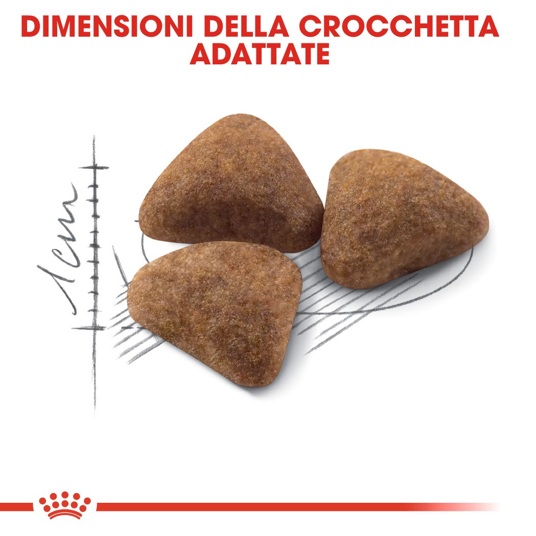 Royal Canin Indoor 27 per gatto