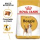 Royal Canin Adult Beagle cibo per cane