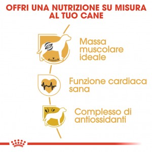 Royal Canin Adult Boxer cibo per cane