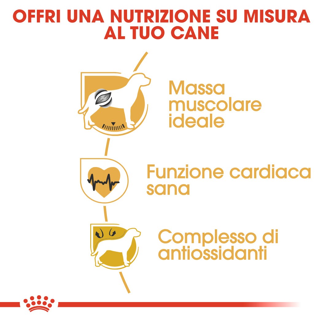 Royal Canin Adult Boxer cibo per cane