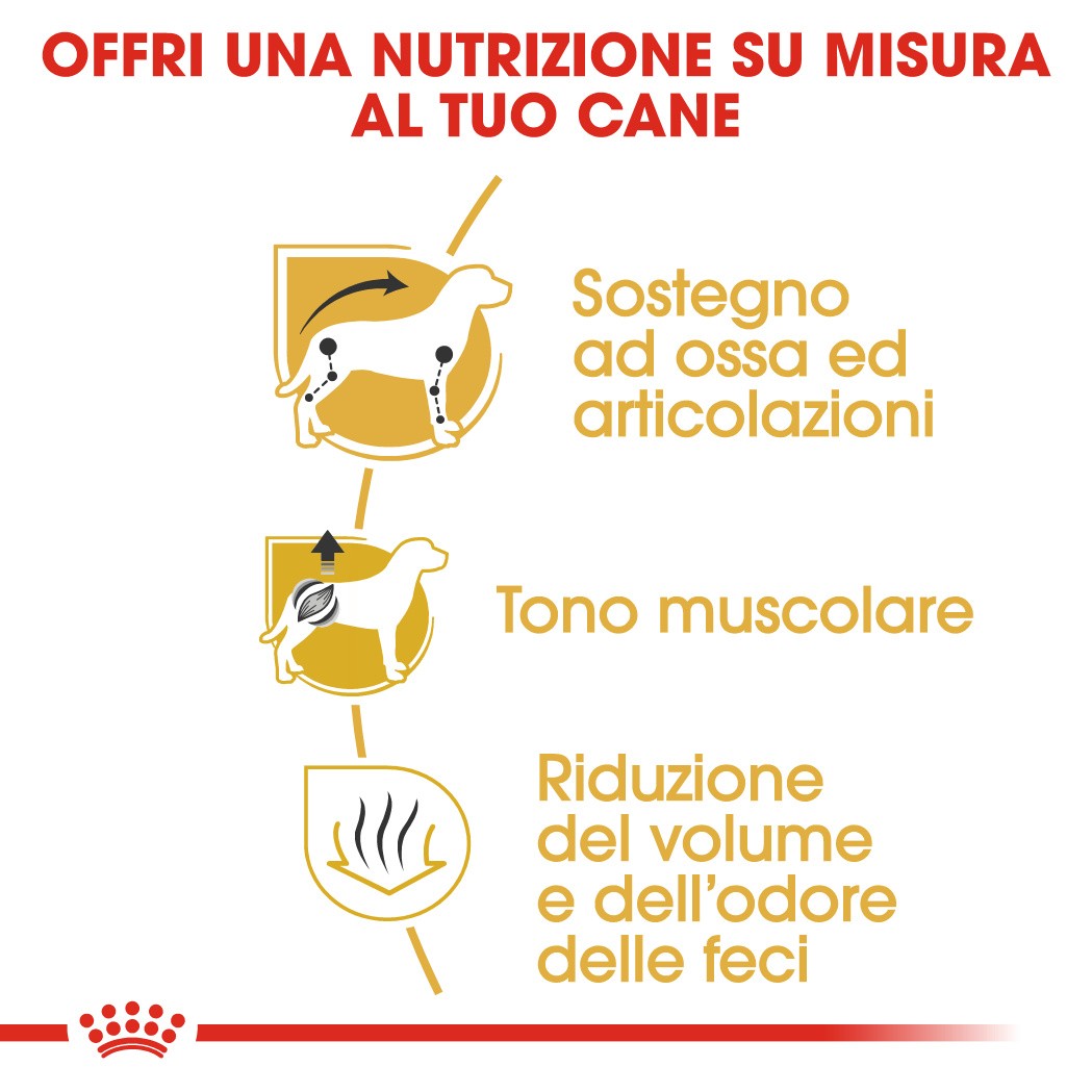 Royal Canin Adult Bassotto cibo per cane