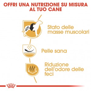 Royal Canin Adult Bulldog Francese cibo per cane