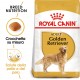 Royal Canin Adult Golden Retriever cibo per cane