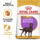 Royal Canin Sterilizzato Adult Labrador Retriever cibo per cane