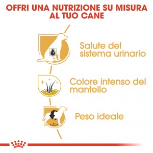 Royal Canin Adult Schnauzer Nano cibo per cane