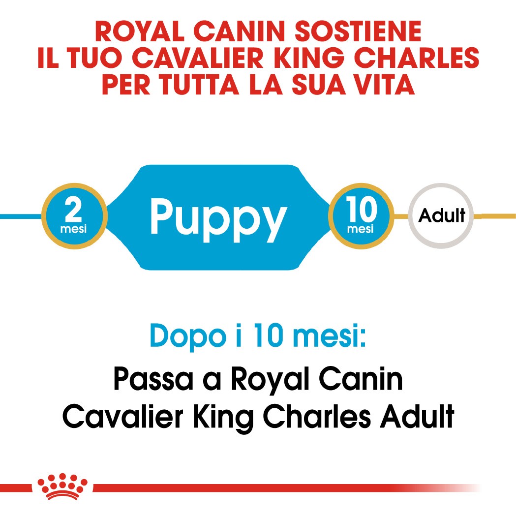 Royal Canin Puppy Cavalier King Charles cibo per cane