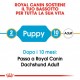 Royal Canin Puppy Bassotto cibo per cane