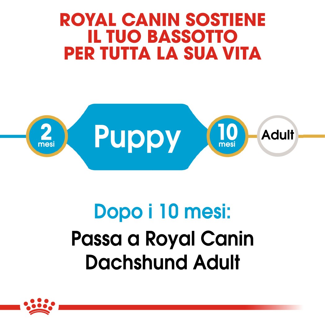 Royal Canin Puppy Bassotto cibo per cane