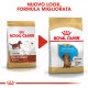 Royal Canin Puppy Bassotto cibo per cane