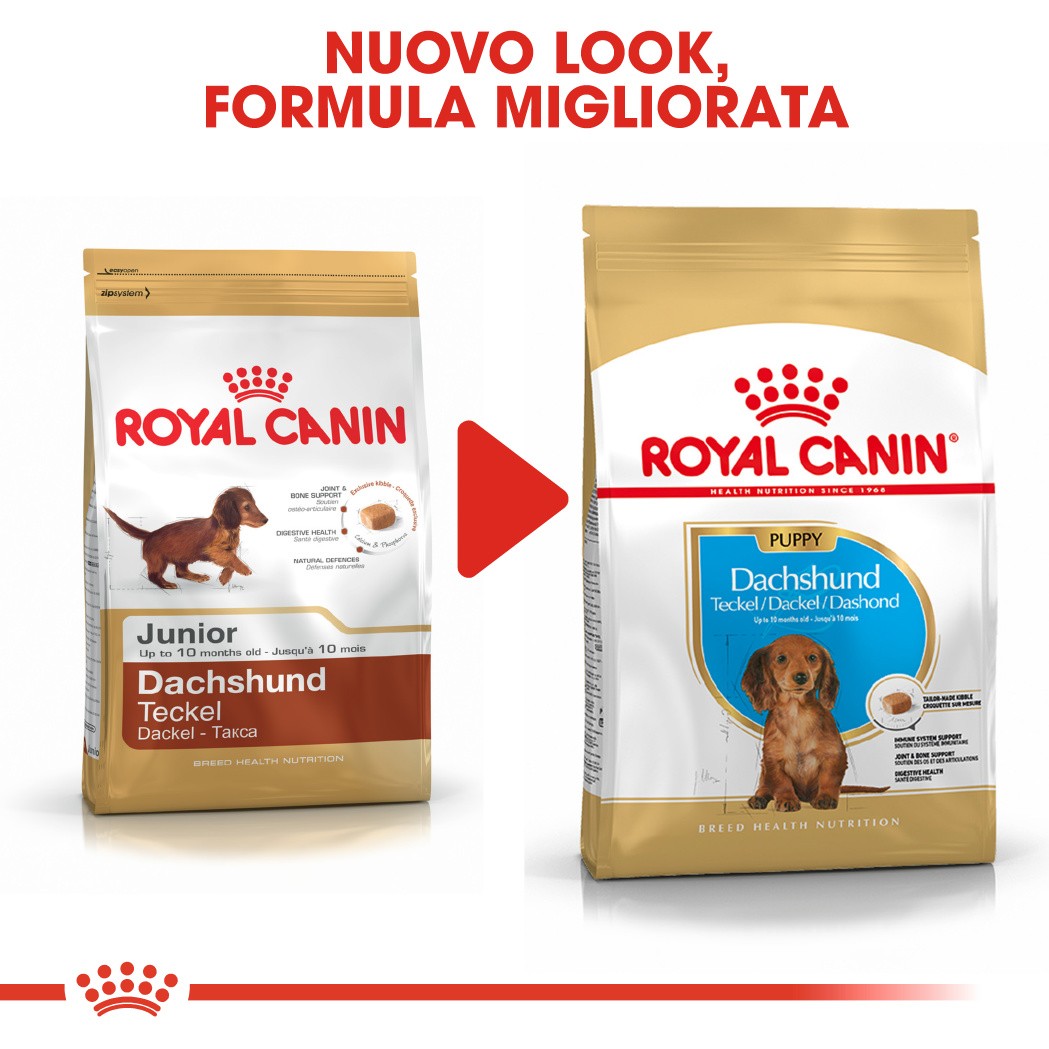 Royal Canin Puppy Bassotto cibo per cane