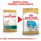 Royal Canin Puppy Golden Retriever cibo per cane