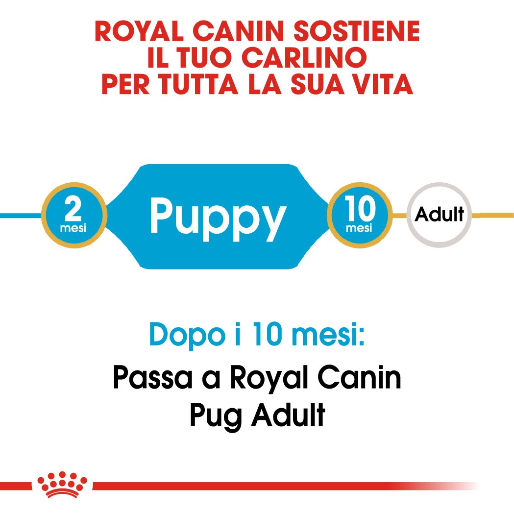 Royal Canin Puppy Carlino cibo per cane