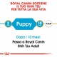 Royal Canin Puppy Shih Tzu cibo per cane