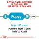 Royal Canin Puppy Shih Tzu cibo per cane