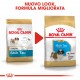 Royal Canin Puppy Shih Tzu cibo per cane