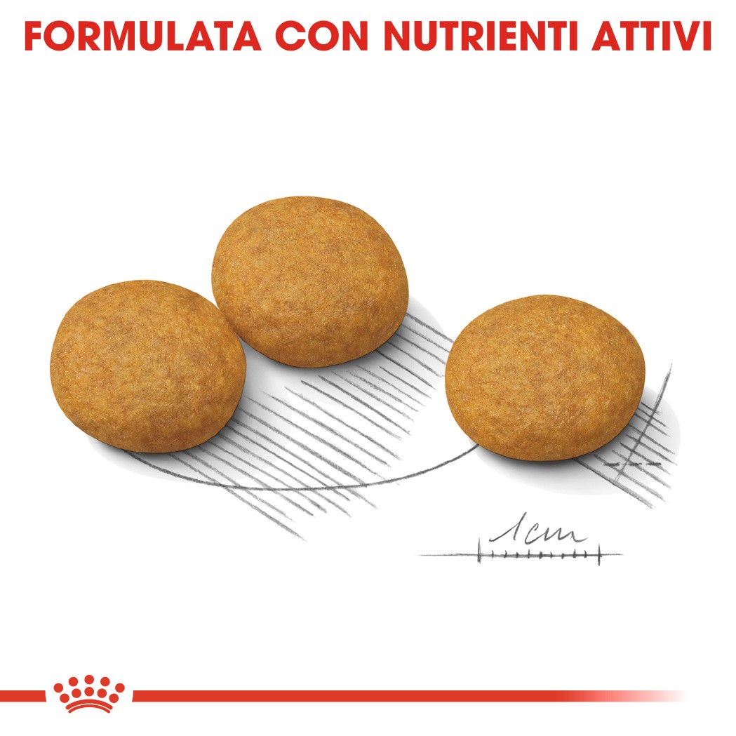 Royal Canin Medium Dermacomfort per cane