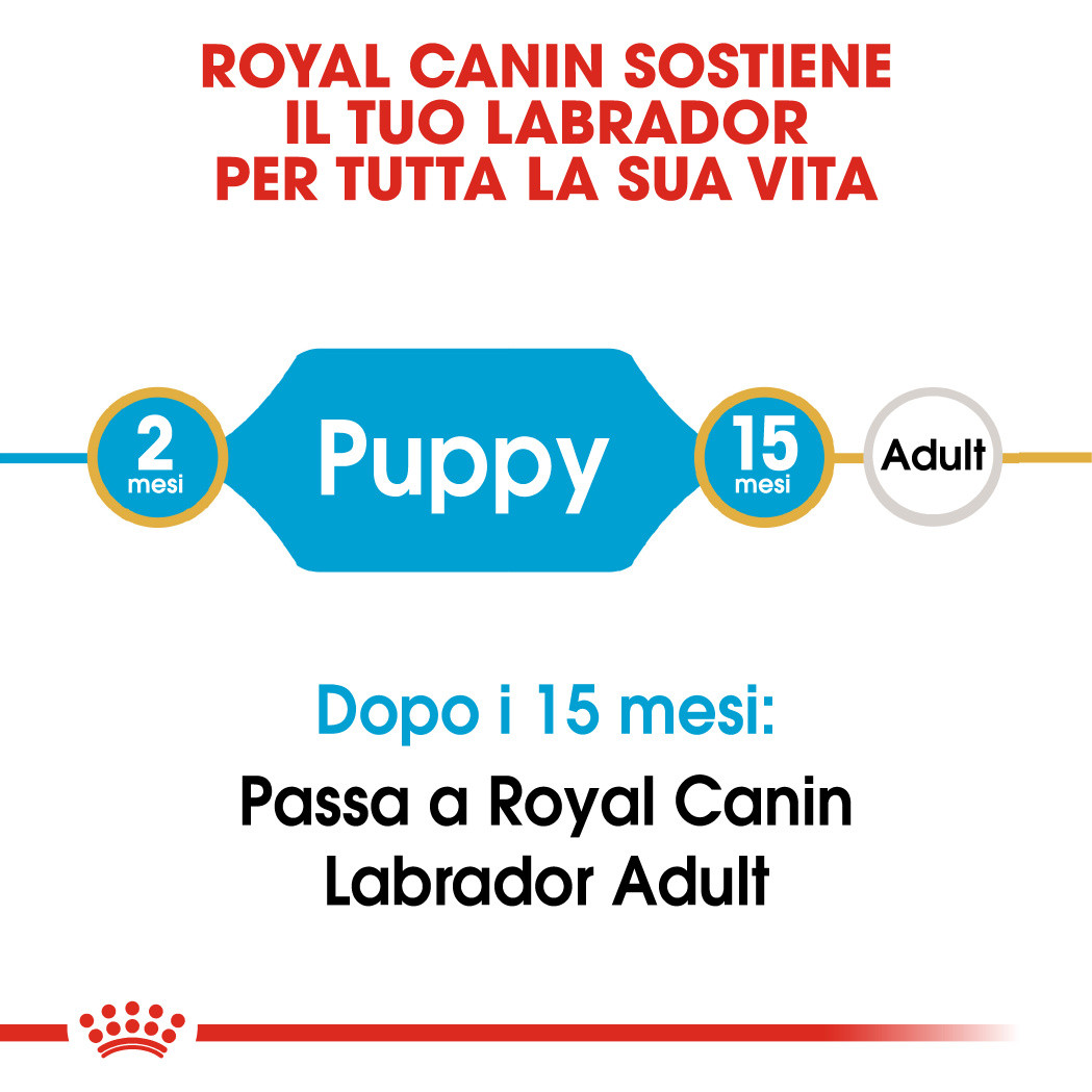 Royal Canin Puppy Labrador Retriever cibo per cane