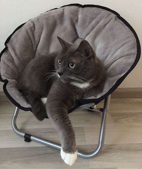 Sedia relax per gatti e cani di piccola taglia