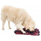 Trixie Activity tappetino da fiuto per cane e gatto