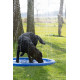 Piscinetta Splash CoolPets per cani