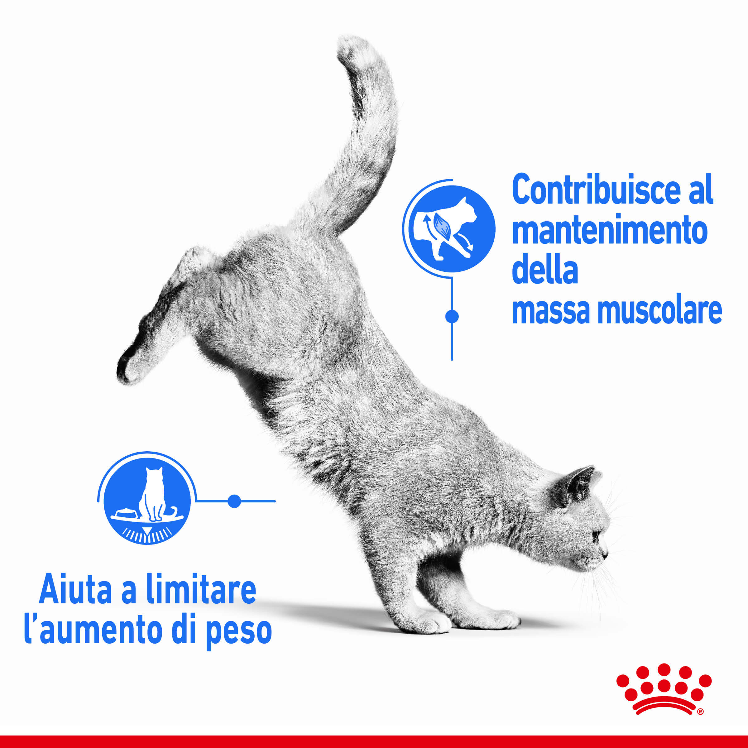 Royal Canin Light Weight Care kattenvoer