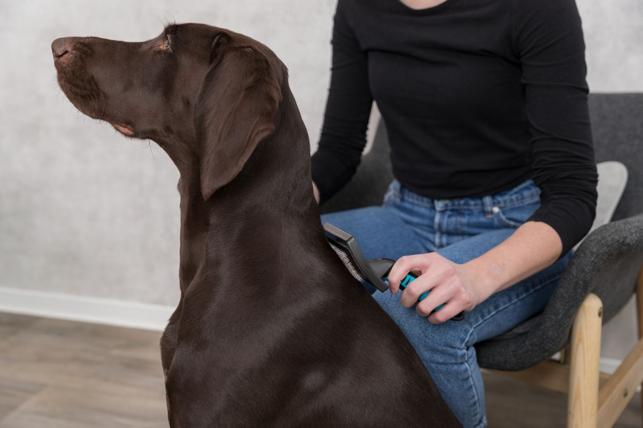 Spazzola a setole grande per cane