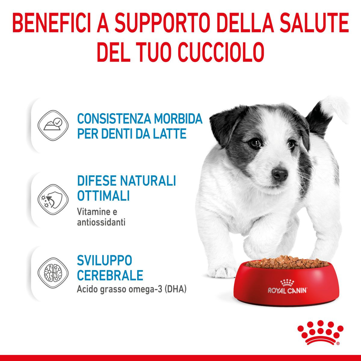 Royal Canin Mini Puppy natvoer