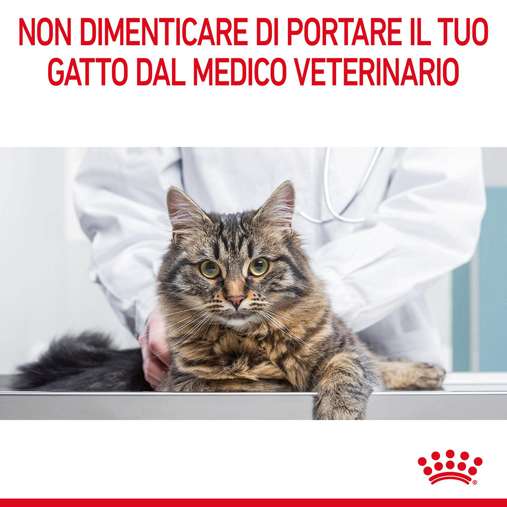 Royal Canin Digestive Care per gatto