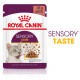 Royal Canin Sensory Taste cibo umido per gatto
