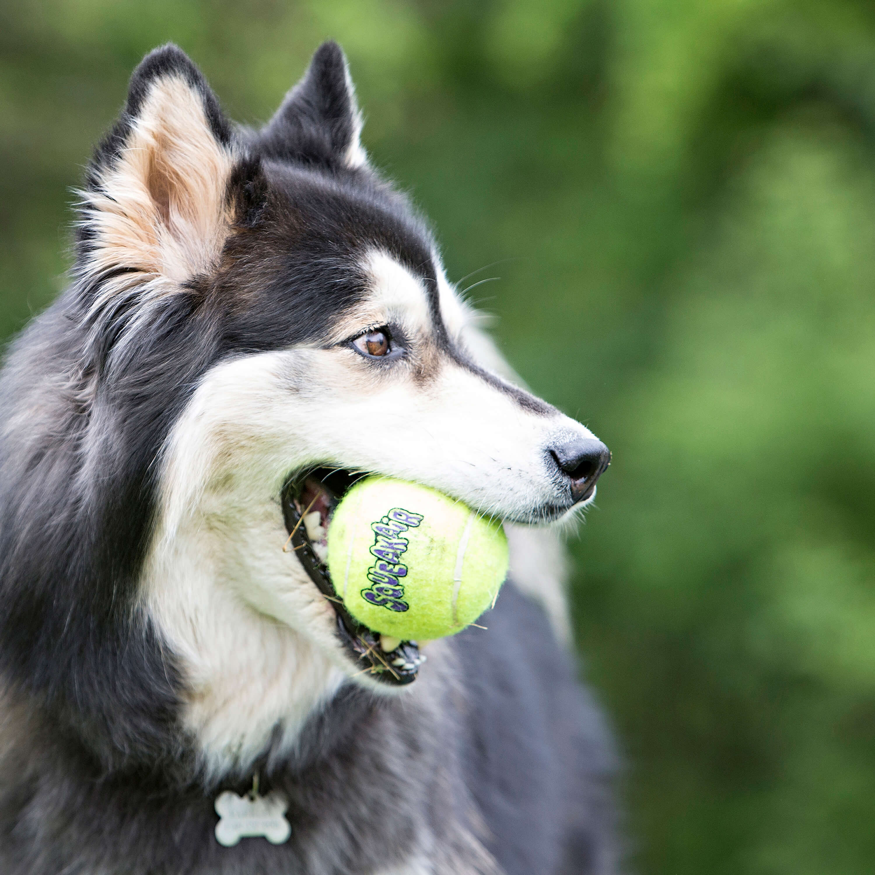 Kong Squeakair Balls voor de hondi