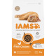 Iams Kitten con pollo fresco per gattino