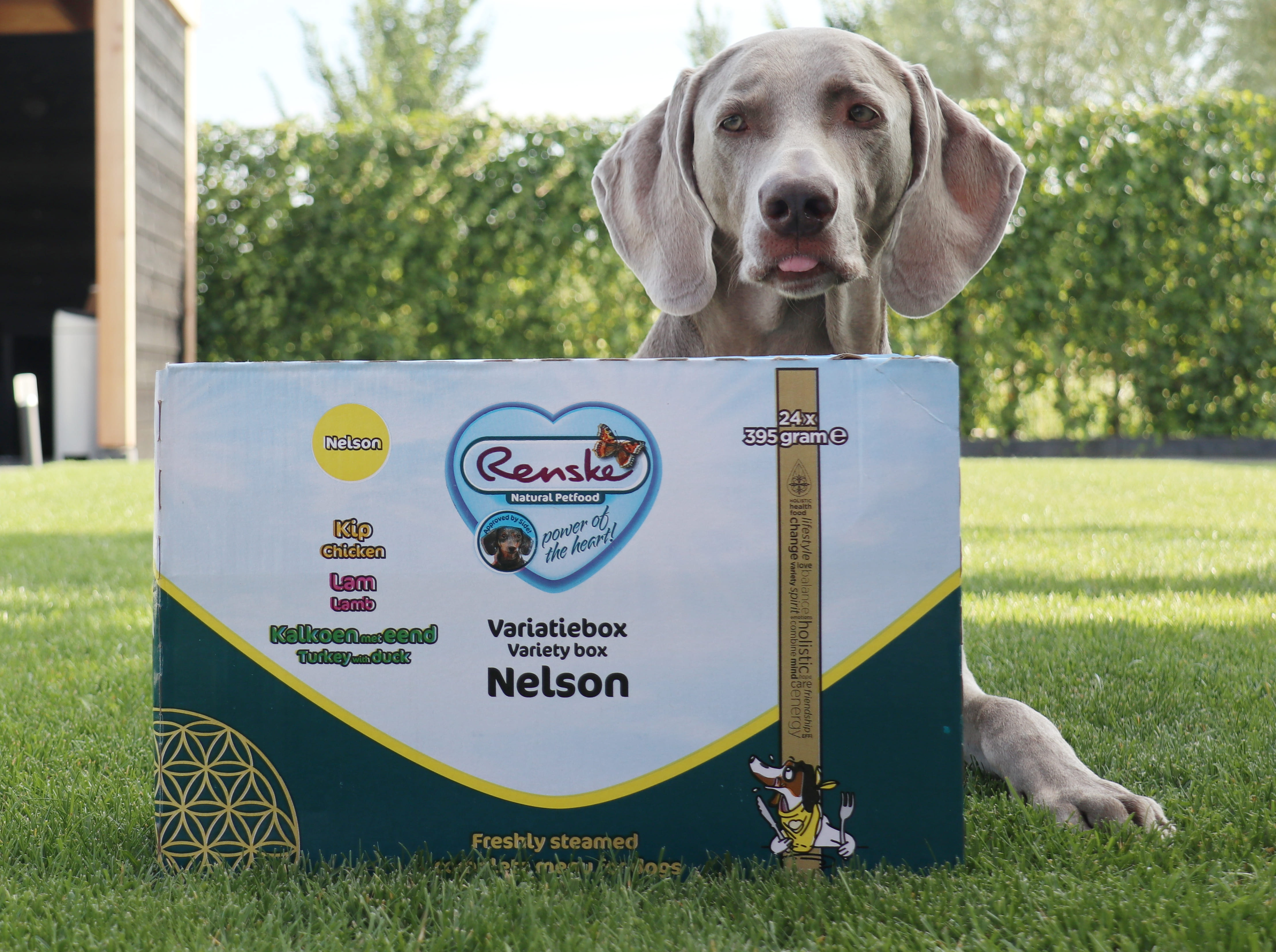 Renske Variety box Nelson cibo umido da carne fresca al vapore per cani (tetrapak)