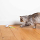 Racing roller gioco per gatto