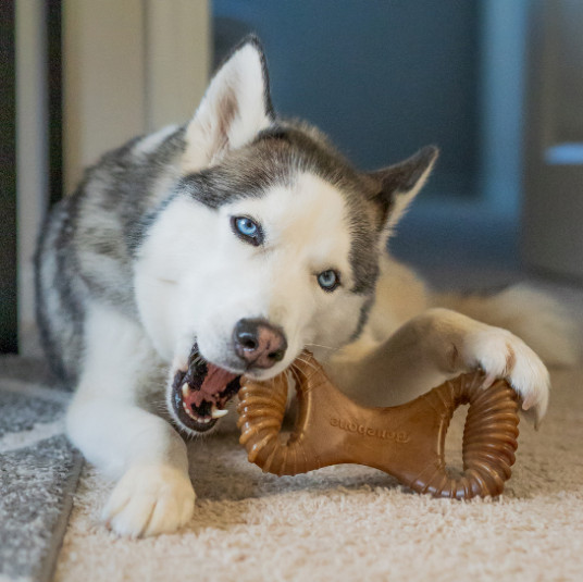 Benebone Dental Chew nylon kauwspeelgoed hond (pindakaassmaak)