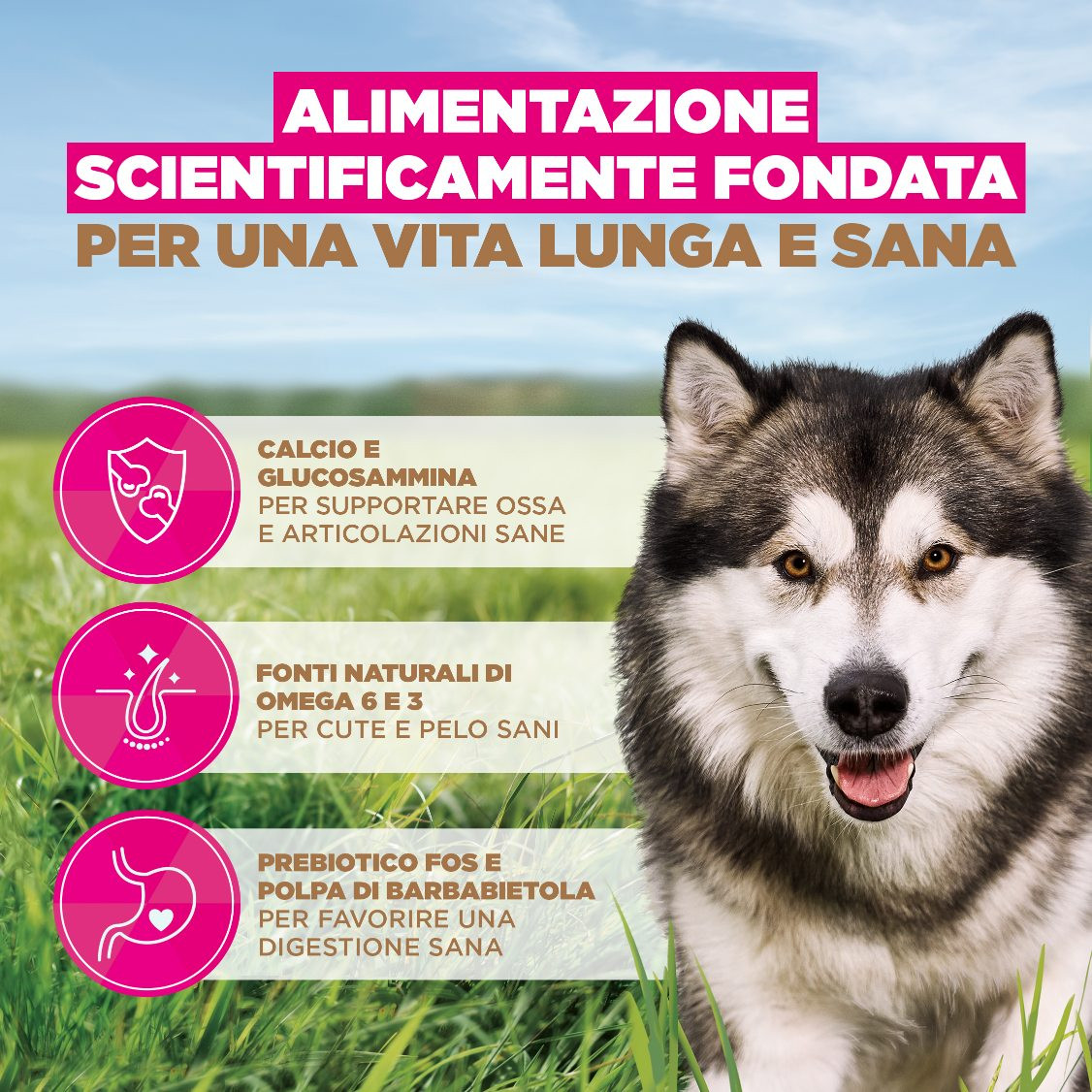 Eukanuba Adult L/XL graanvrij zeevis hondenvoer