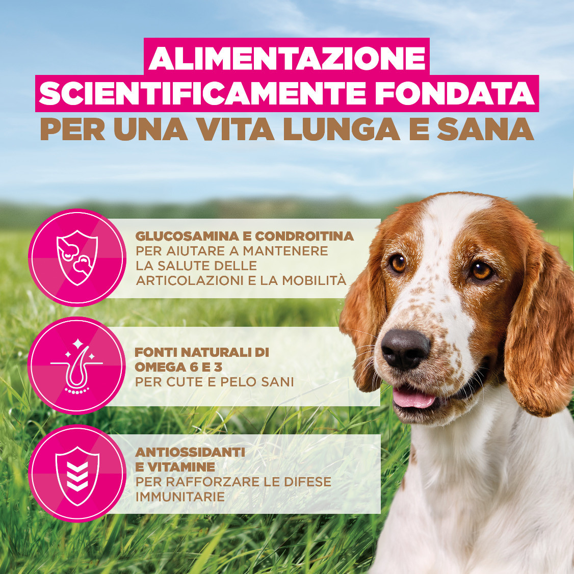 Eukanuba Senior Small & Medium met oceaanvis graanvrij hondenvoer