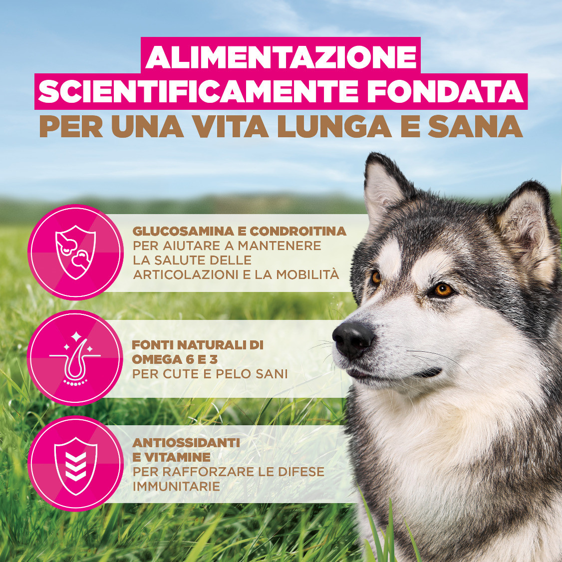 Eukanuba Senior Large met oceaanvis graanvrij hondenvoer