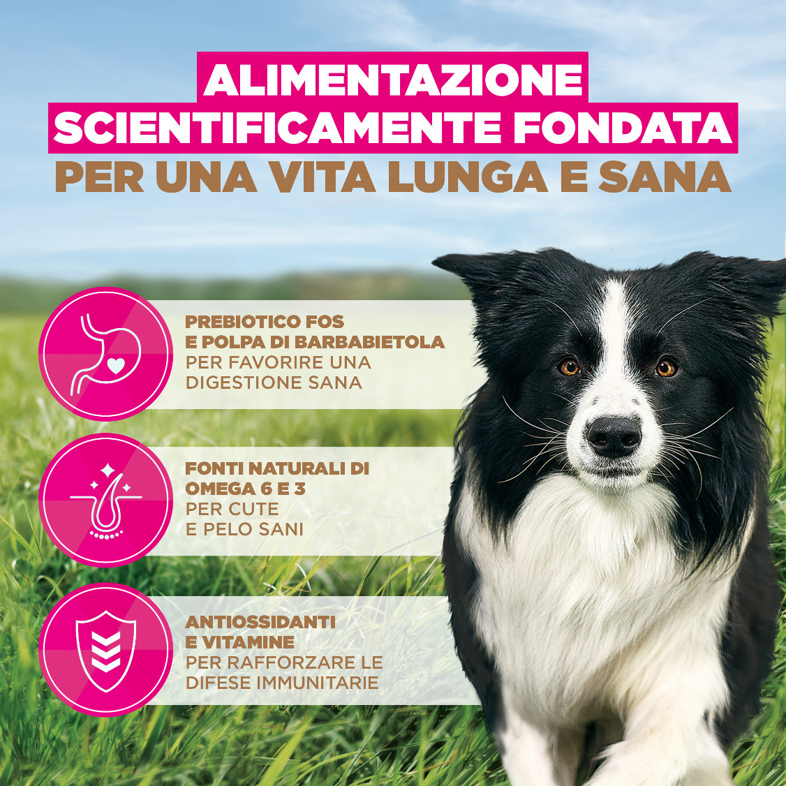 Eukanuba Adult Small & Medium kip graanvrij hondenvoer