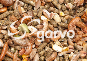 Garvo Alfagrow Pride 2080 per pulcini