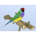 Mangime per diamanti di Gould 