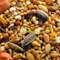 Mangiatoie e mangime per uccelli selvatici