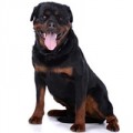 Cibo per cani Rottweiler